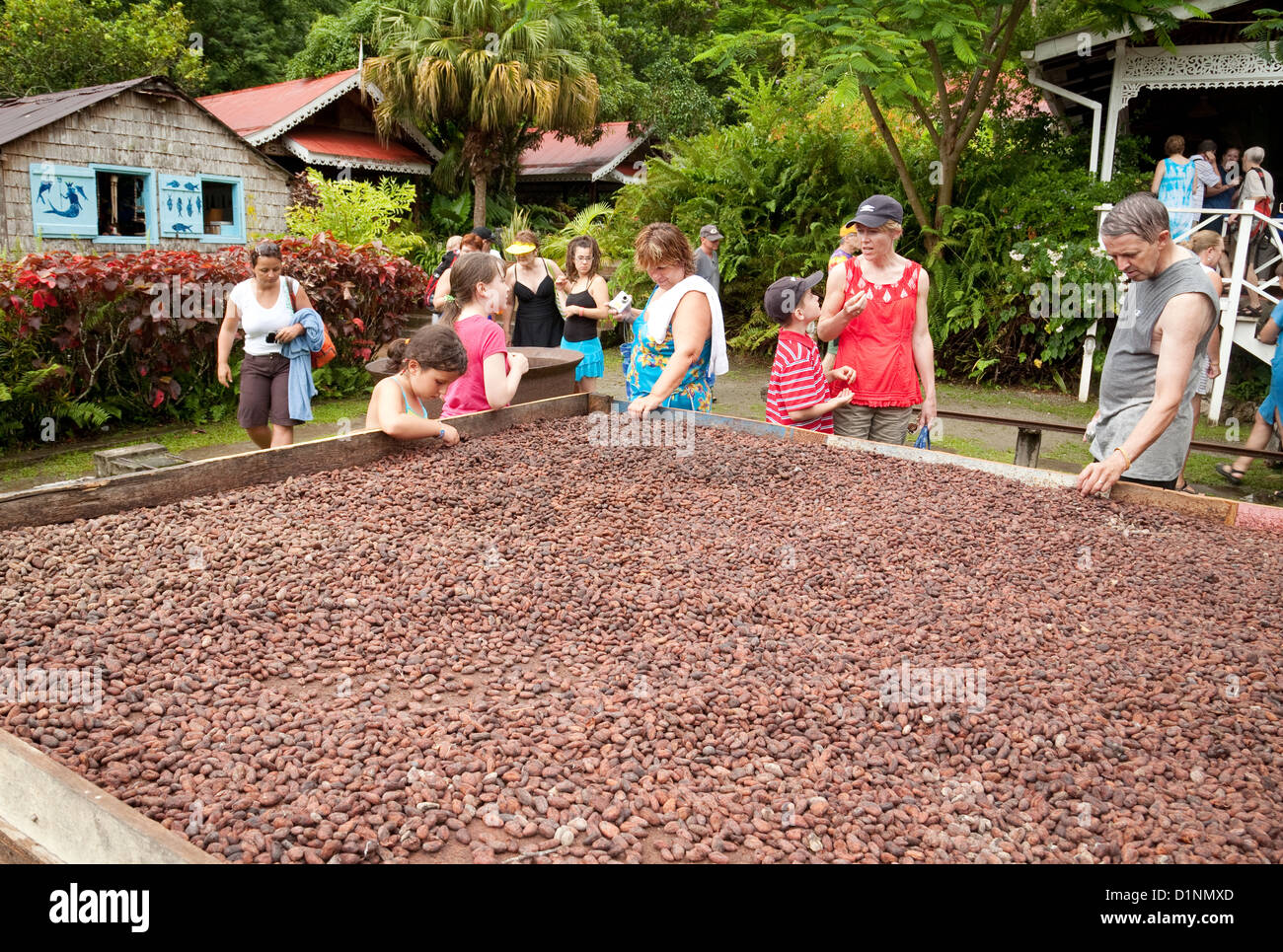 Les touristes l'apprentissage de l'industrie, les fèves de cacao fond doux plantation, Soufriere, Sainte Lucie, Caraïbes Banque D'Images