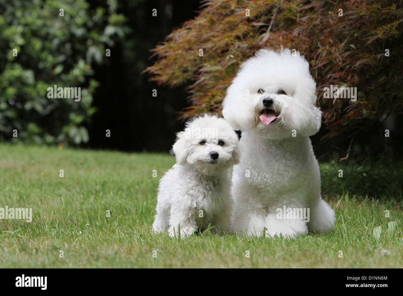 Chien Bichon Frise et adultes puppy sitting on grass Photo Stock - Alamy