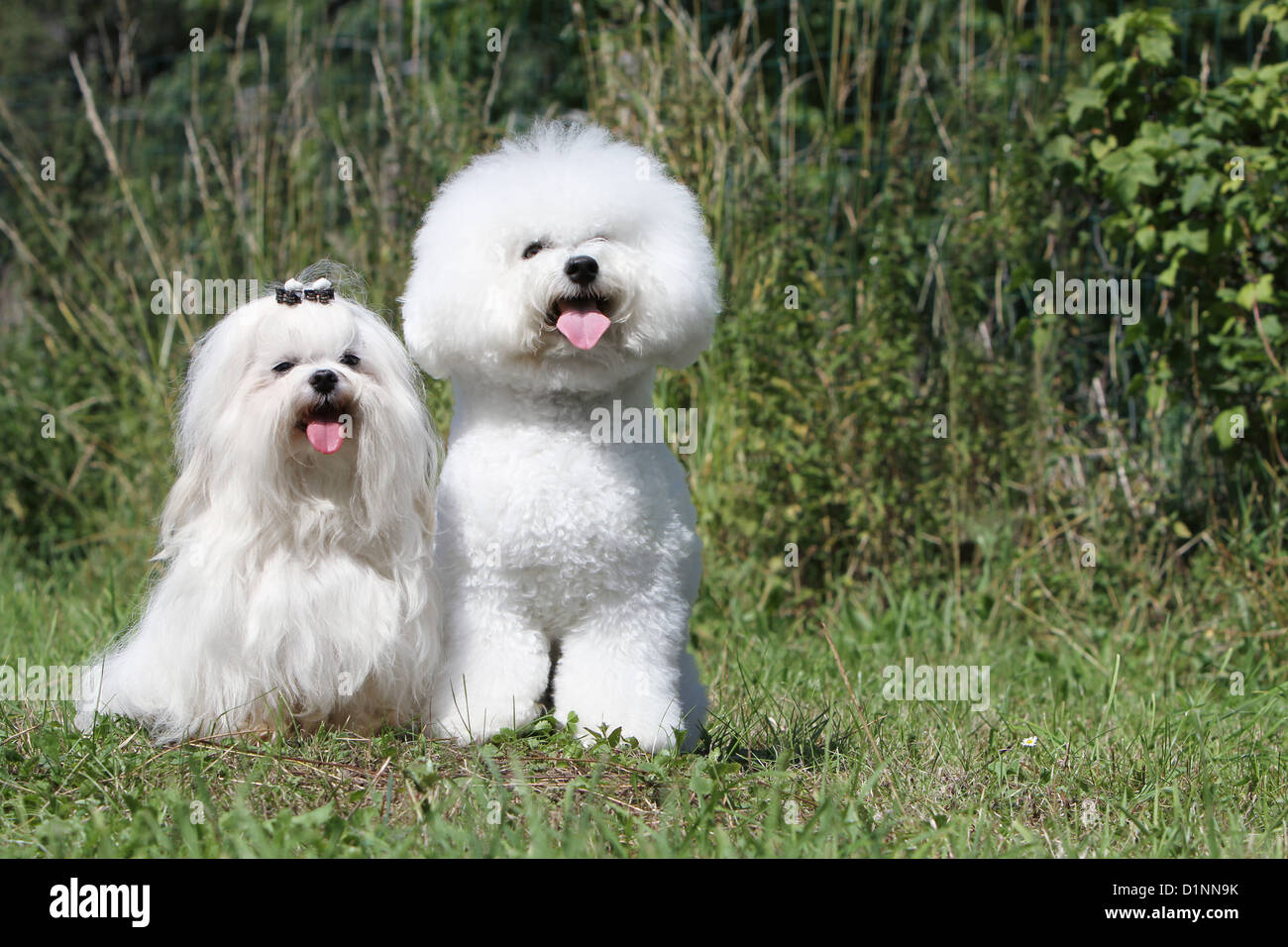 Chien Bichon Frise Maltese Deux Varietes De Bichon Photo Stock Alamy