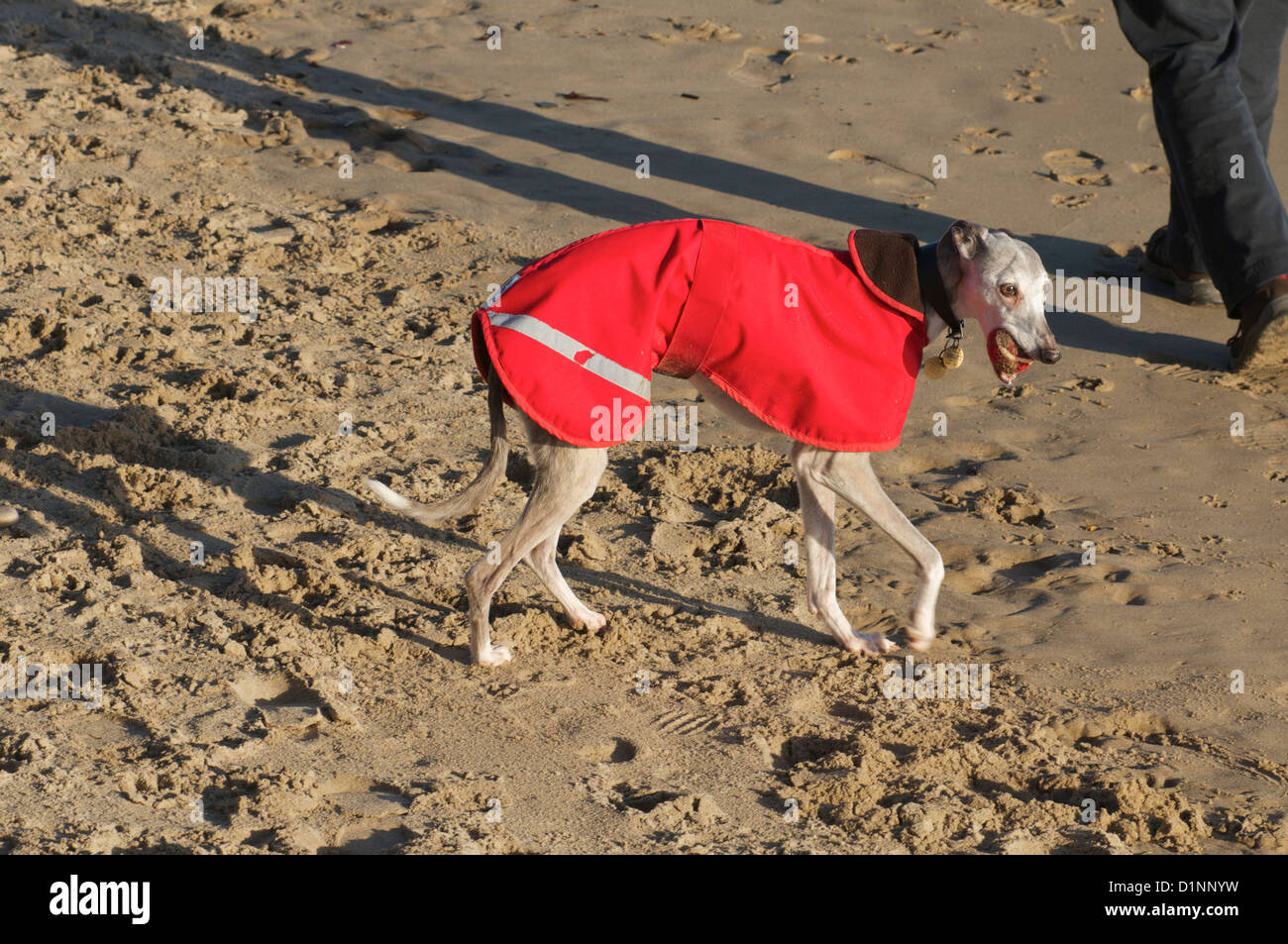 Promenade de chiens le long de la plage de Swanage en manteau de pluie Banque D'Images