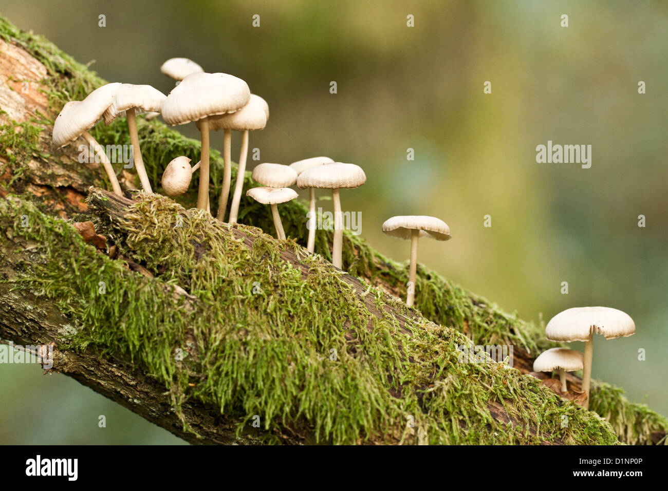 Les champignons Les champignons poussant sur un arbre mort branch Banque D'Images