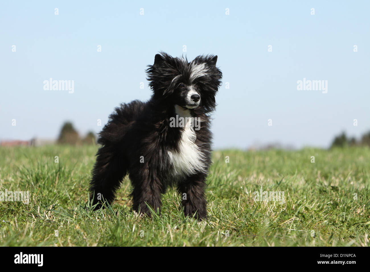 Chien Chinois à Crête chien chiot poil long standing Photo Stock - Alamy