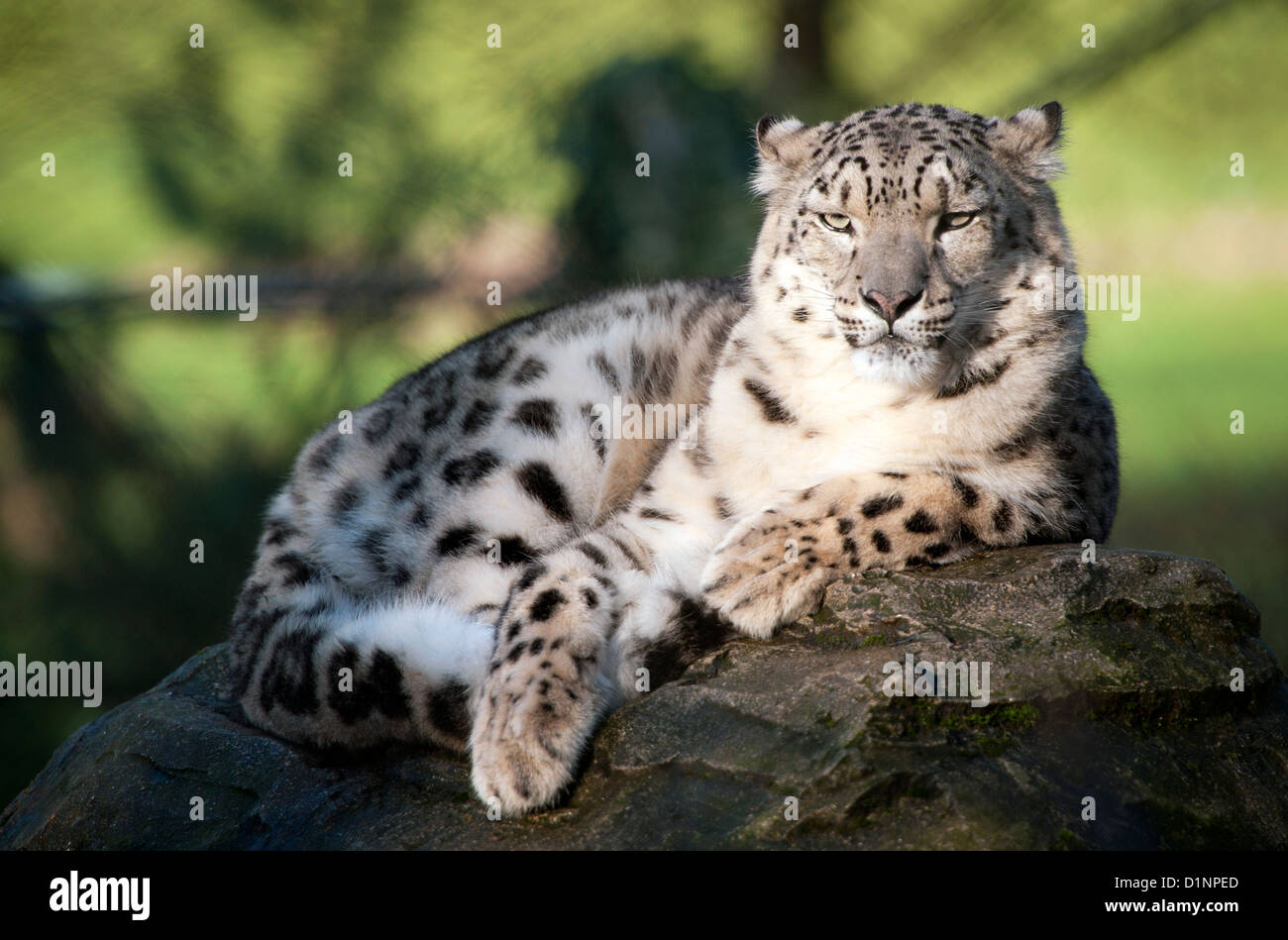 Femme couchée sur snow leopard rock Banque D'Images