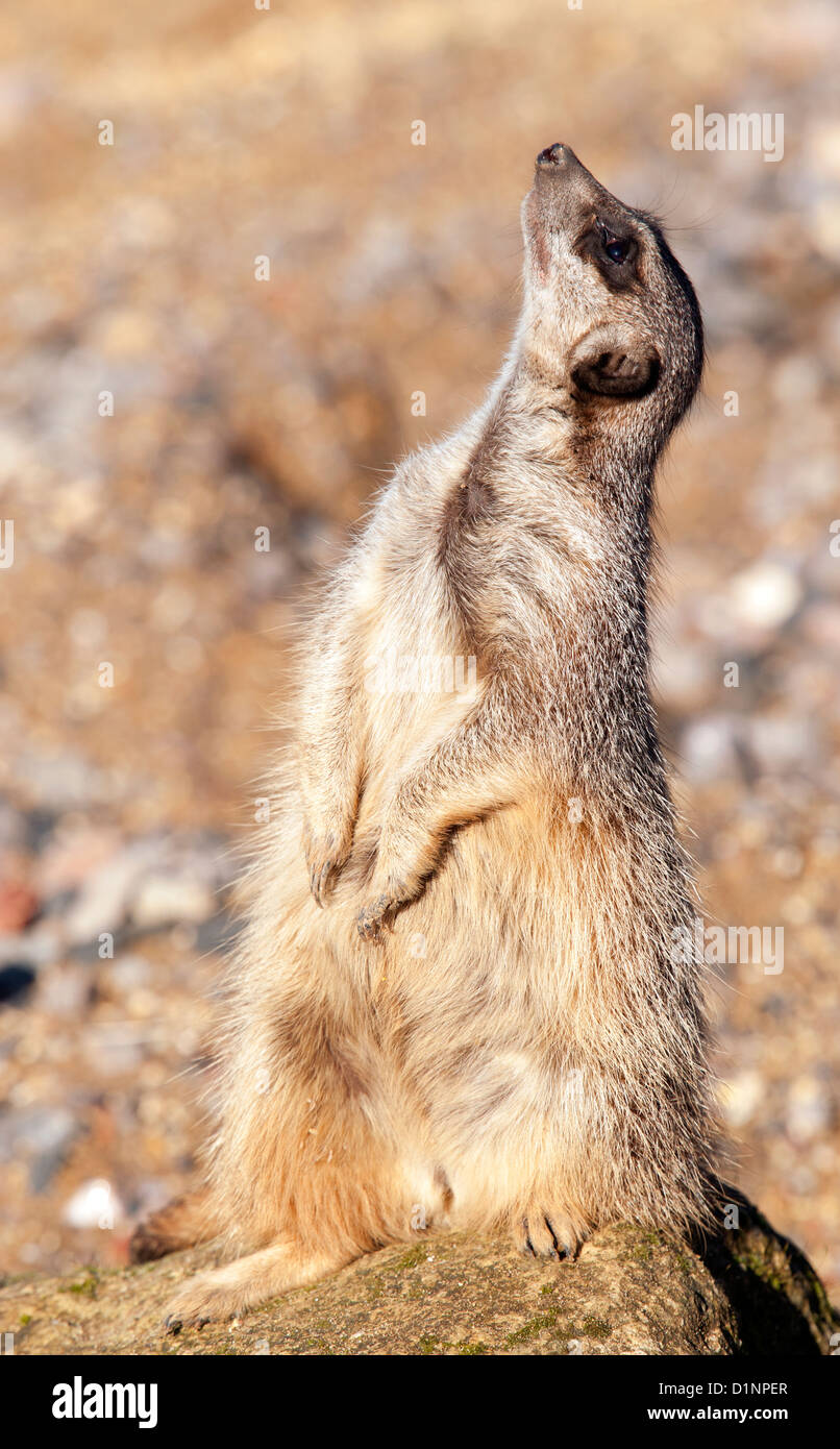 Meerkat tout droit jusqu'à Banque D'Images