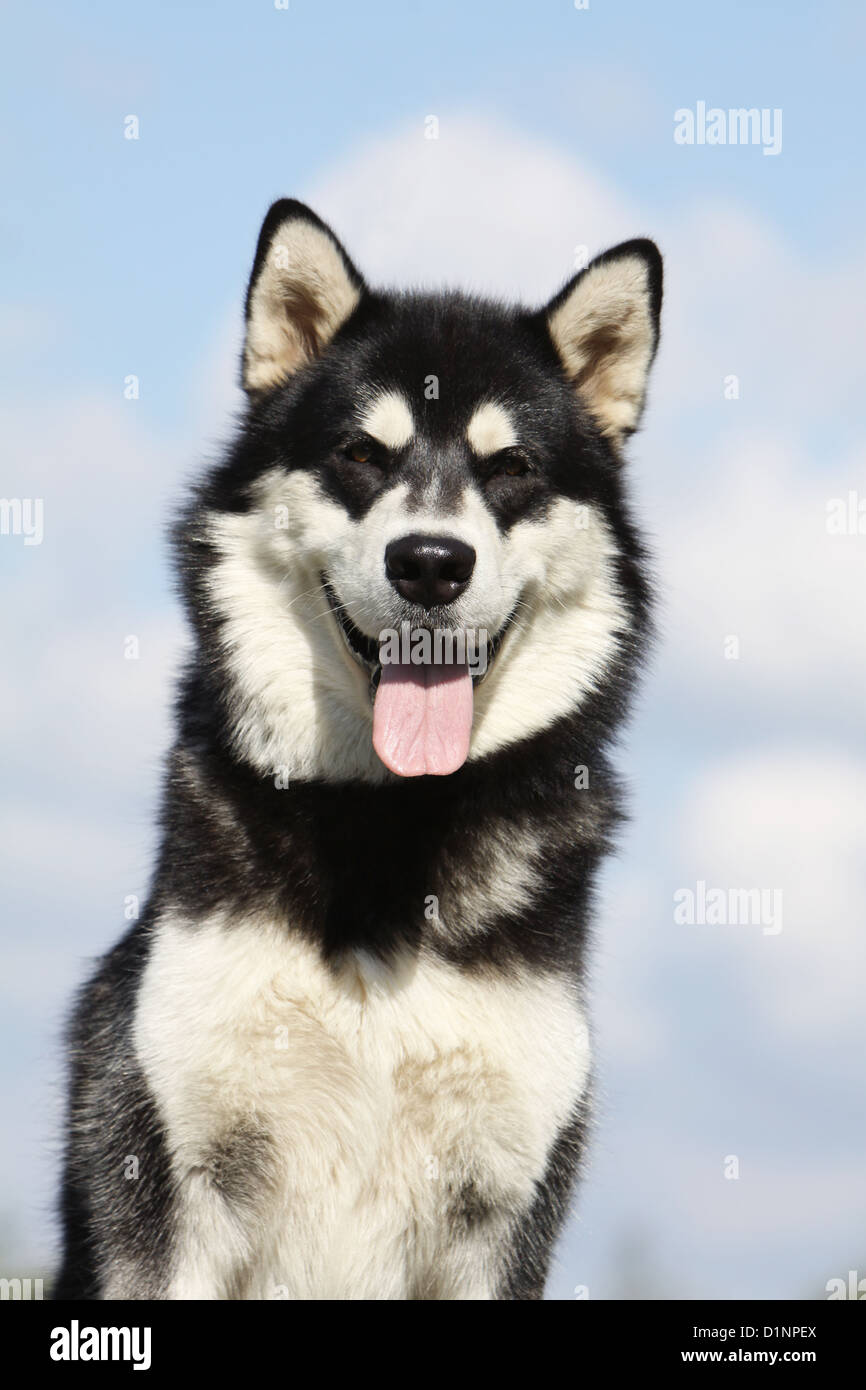 Chien Malamute d'Alaska portrait adultes Banque D'Images