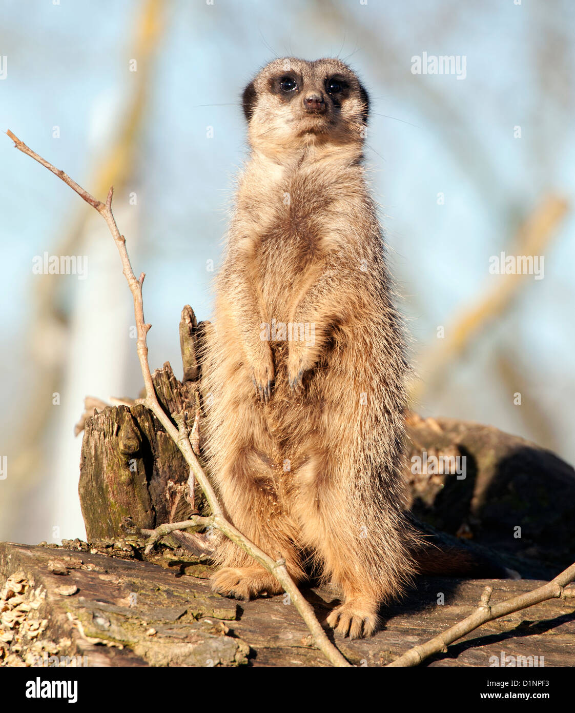 Meerkat debout Banque D'Images