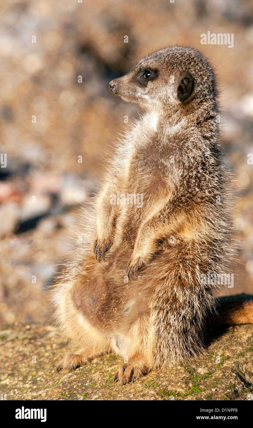 Meerkat assis Banque D'Images