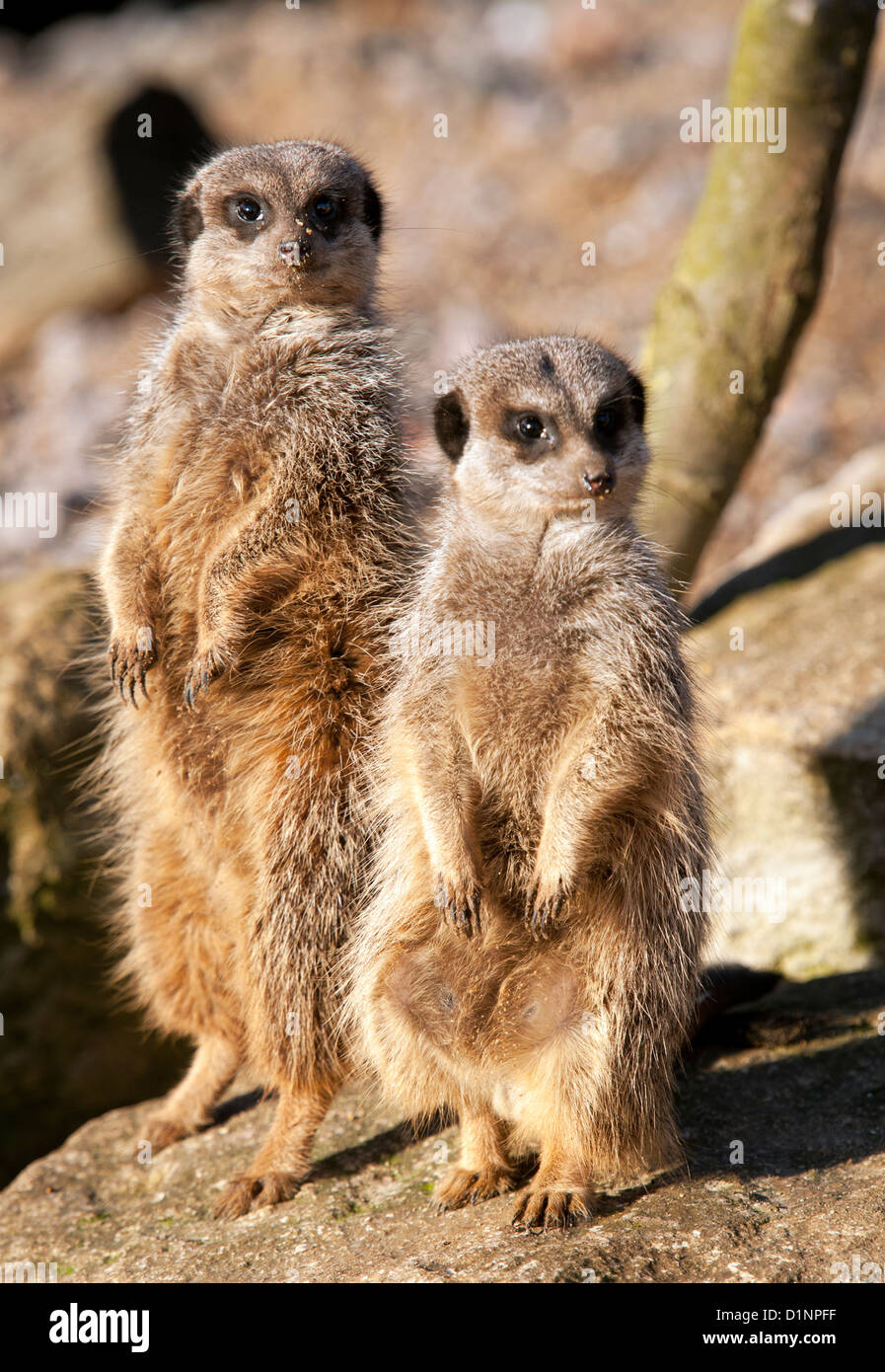 Deux suricates standing side by side Banque D'Images