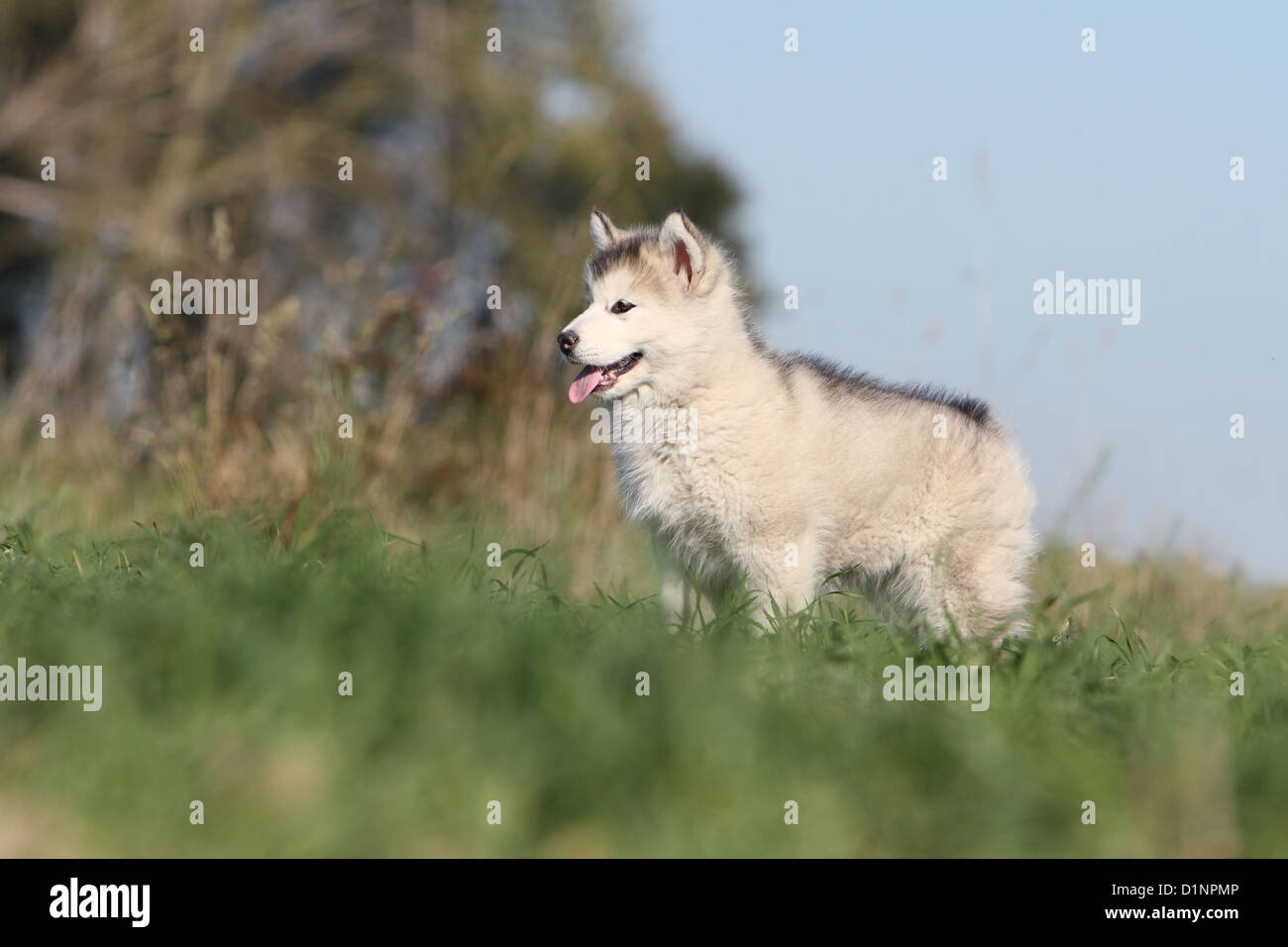 Chien chiot Malamute debout dans un champ Banque D'Images