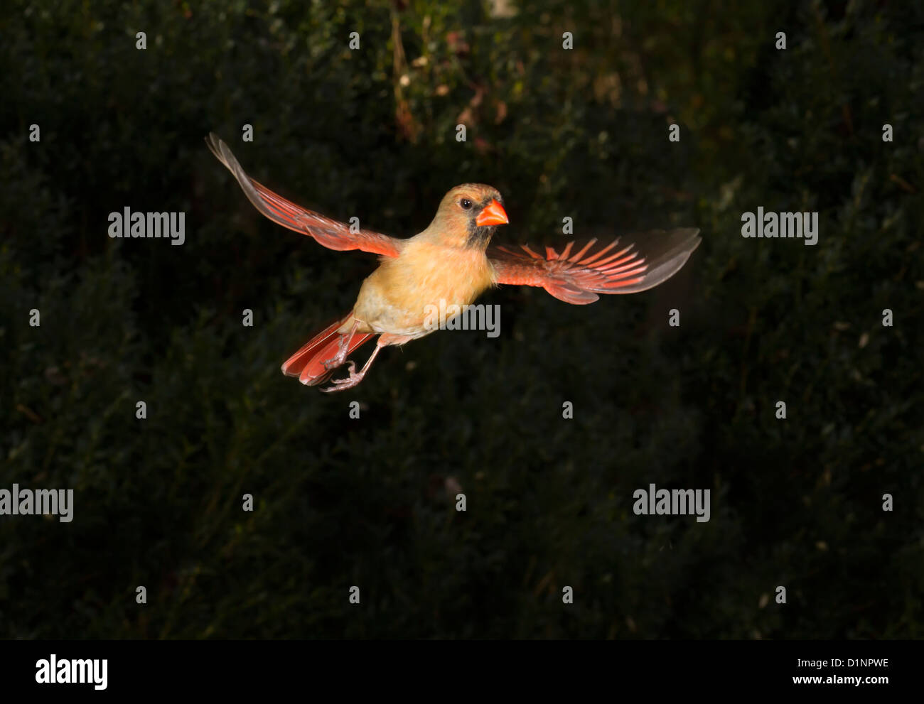 Femme cardinal rouge (Cardinalis cardinalis) volant (Géorgie, USA). Banque D'Images