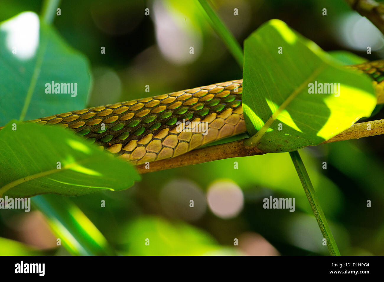 Capture d'un serpent vert, dans la forêt tropicale du Belize. Banque D'Images