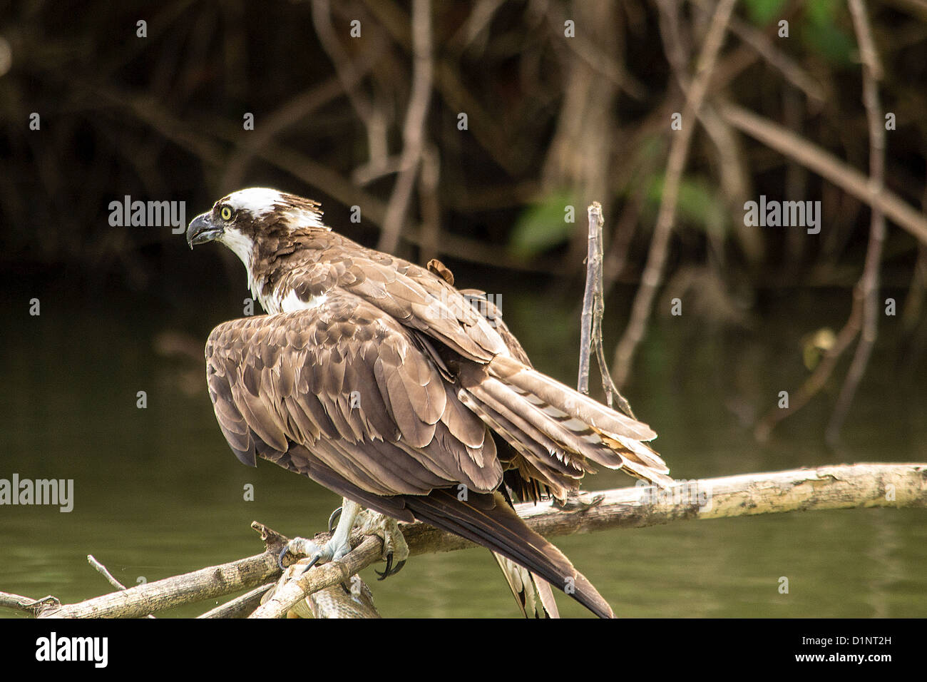 Balbuzard pêcheur (Pandion haliaetus), Sea Hawk, de poisson ou de poisson eagle hawk raptor Banque D'Images