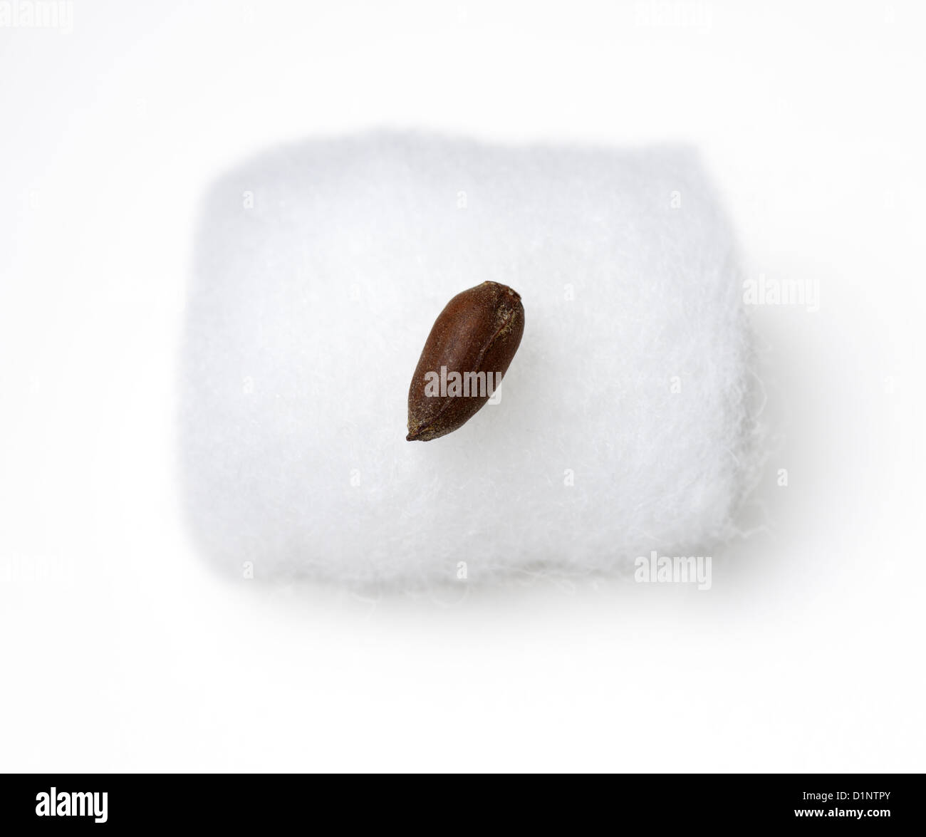 Le coton (Gossypium) semences sur une boule de coton Banque D'Images