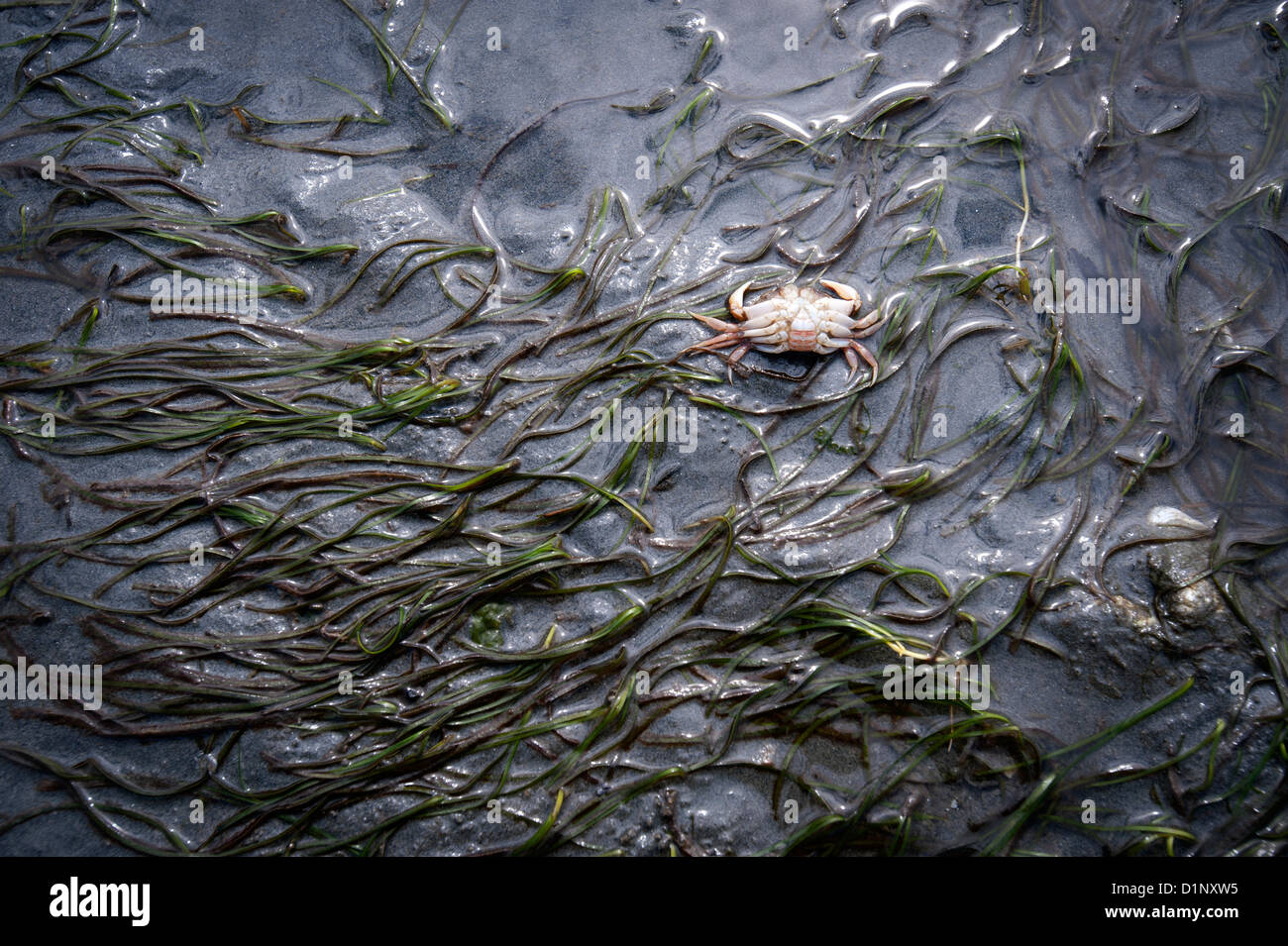 La mort du crabe sur Red Rock Beach. Banque D'Images