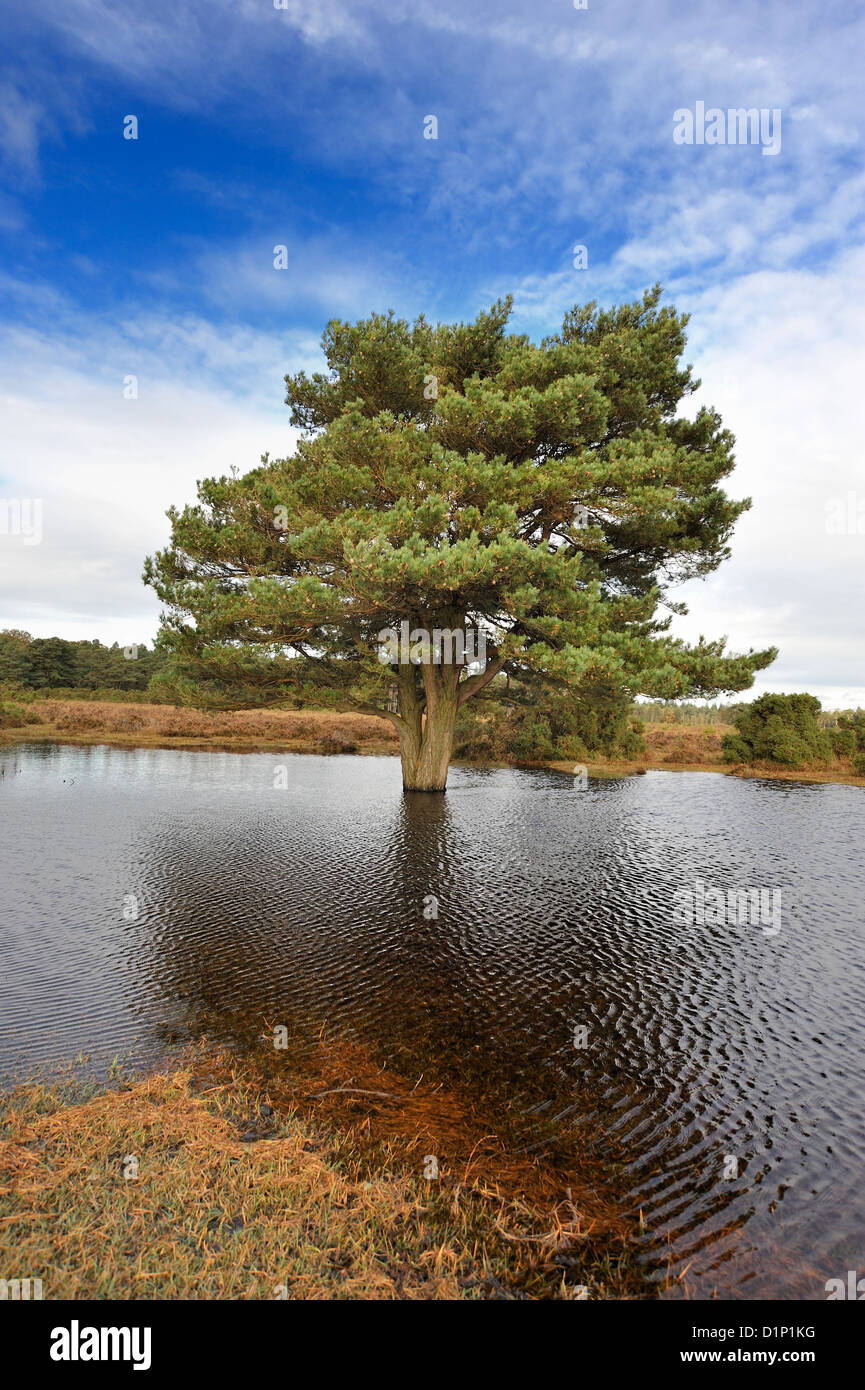 Un arbre est seul sur la lande inondée Banque D'Images