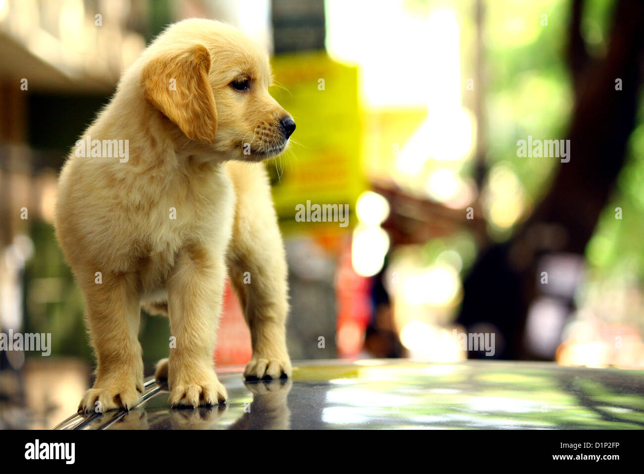 Labrador Retriever chiot Banque D'Images