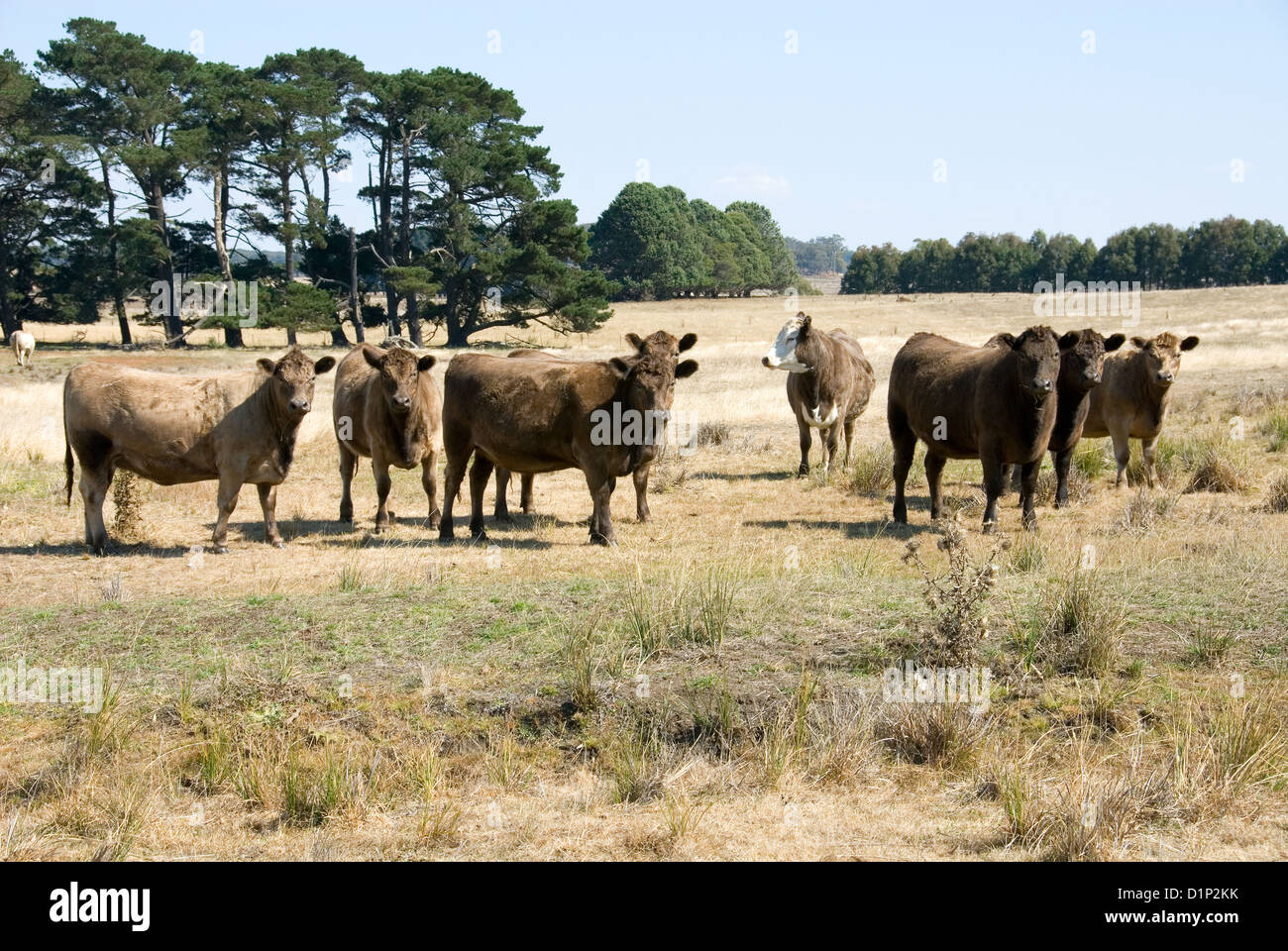 Murray bovins gris debout dans un paddock, New South Wales, Australie Banque D'Images