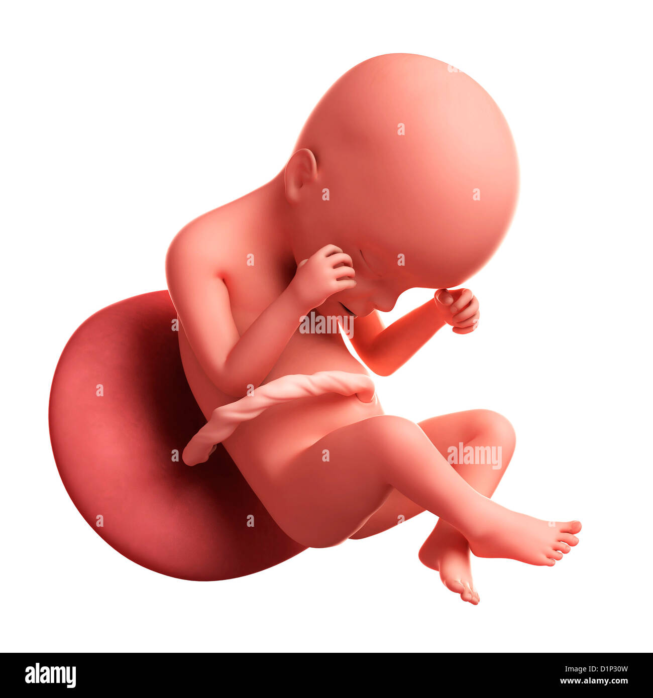 Fœtus à 24 semaines, artwork Banque D'Images