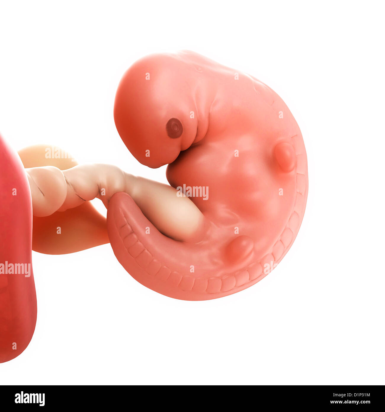 Fœtus à 6 semaines, artwork Banque D'Images