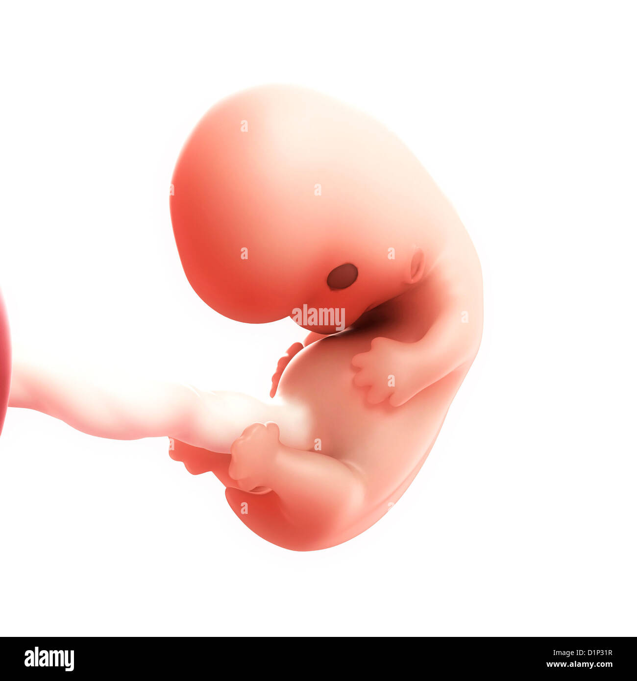 Fœtus à 8 semaines, artwork Banque D'Images