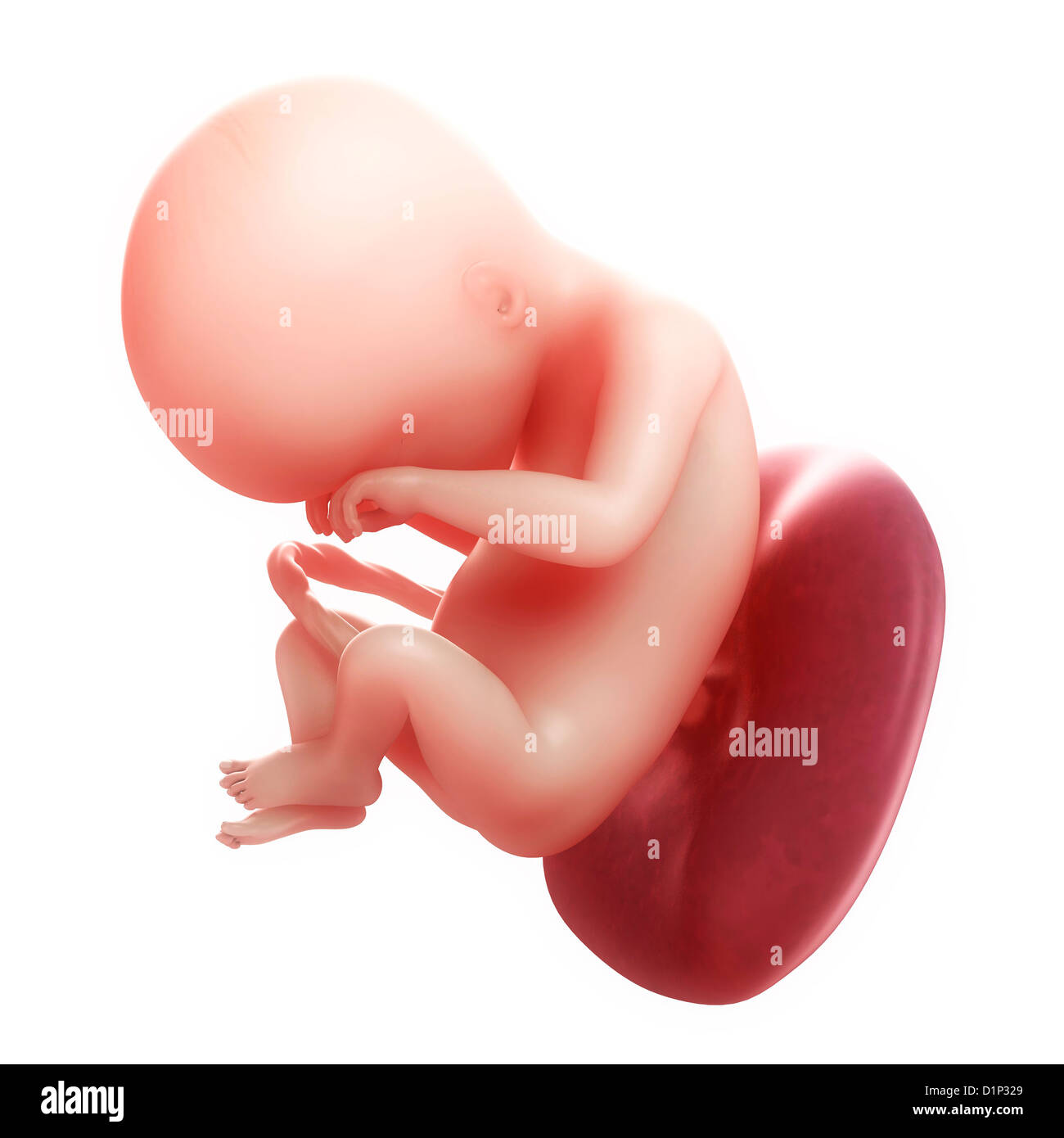 Fœtus à 18 semaines, artwork Banque D'Images