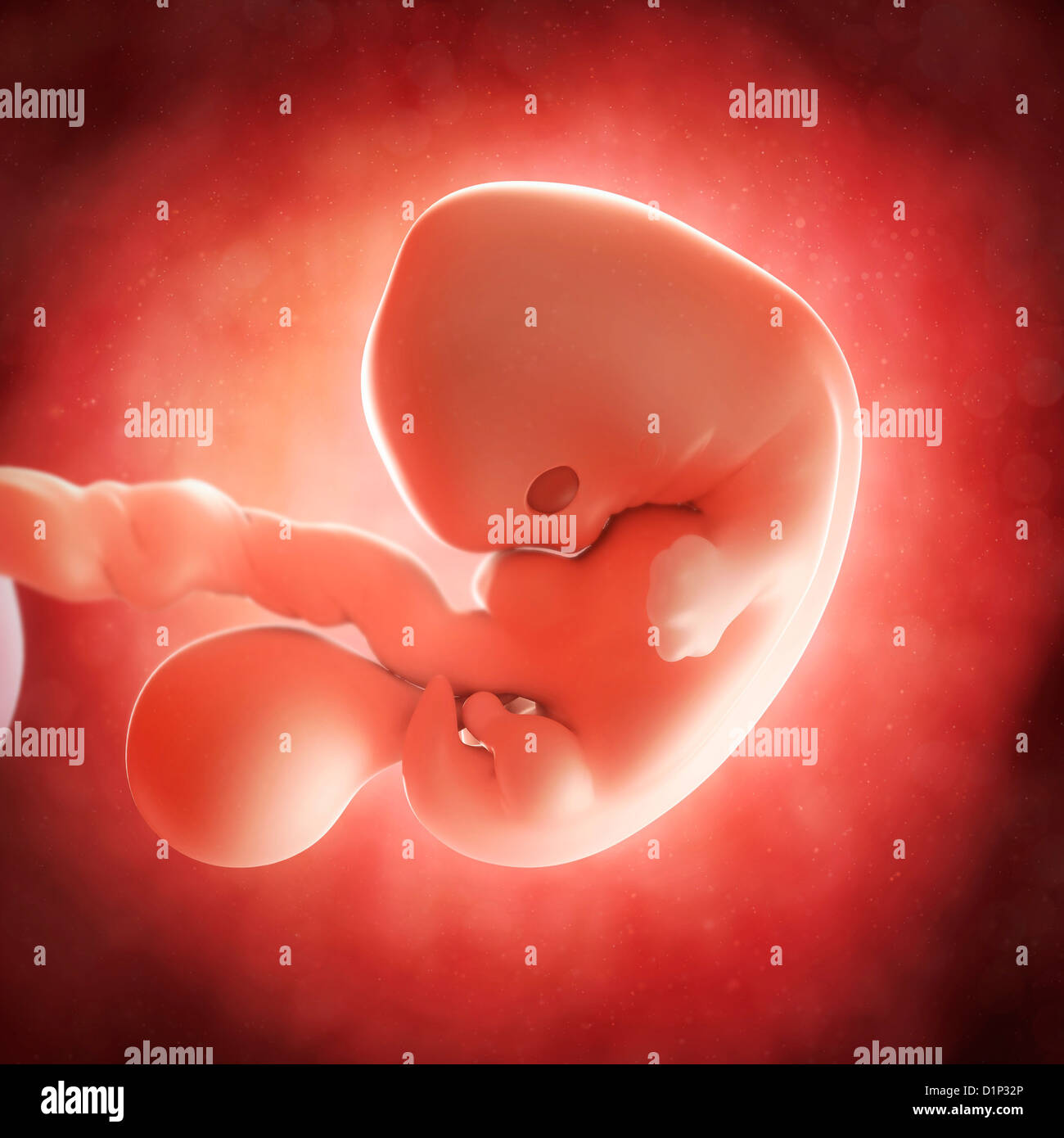 Embryon A 7 Semaines Banque D Image Et Photos Alamy
