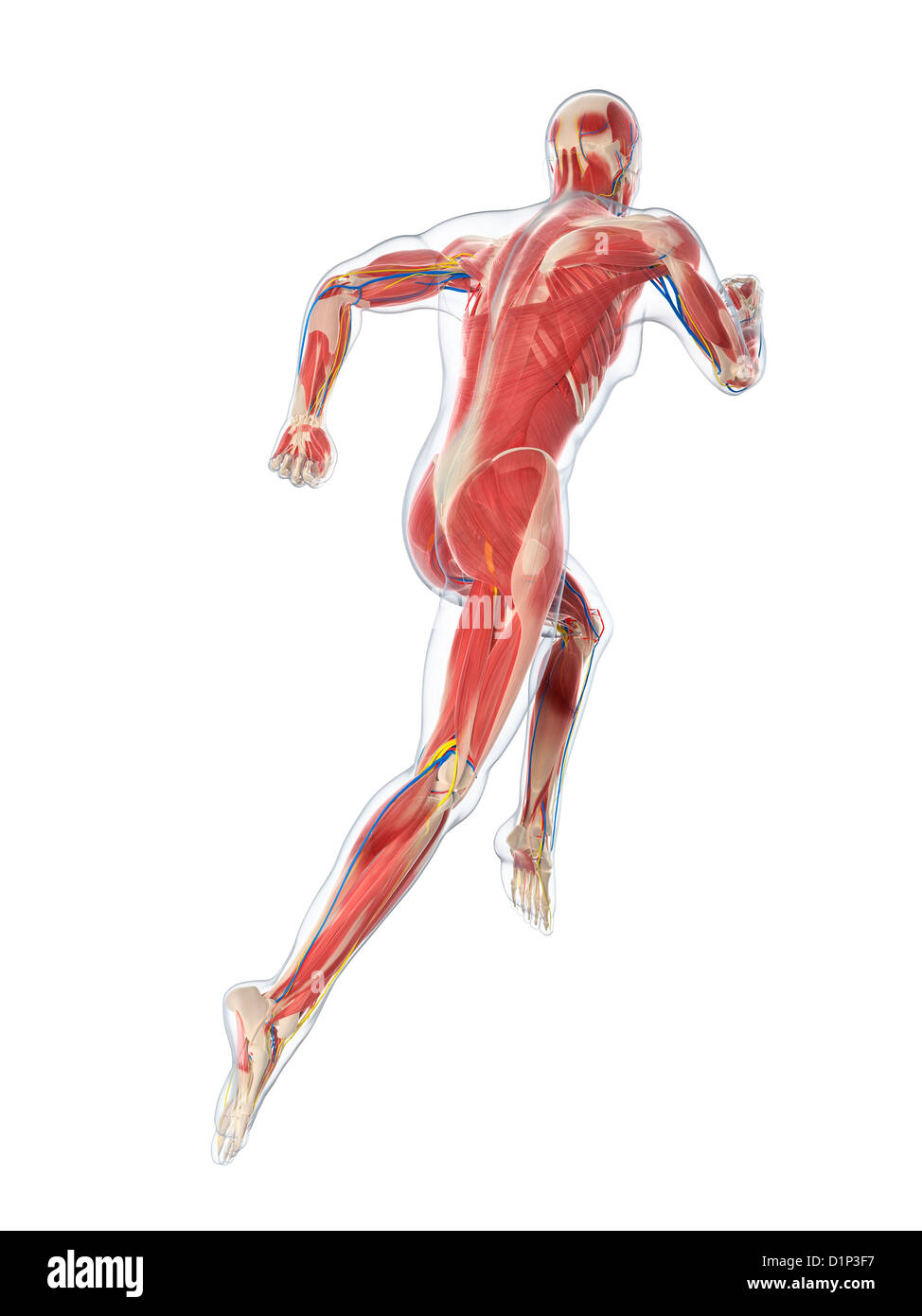 Male anatomy, artwork Banque D'Images
