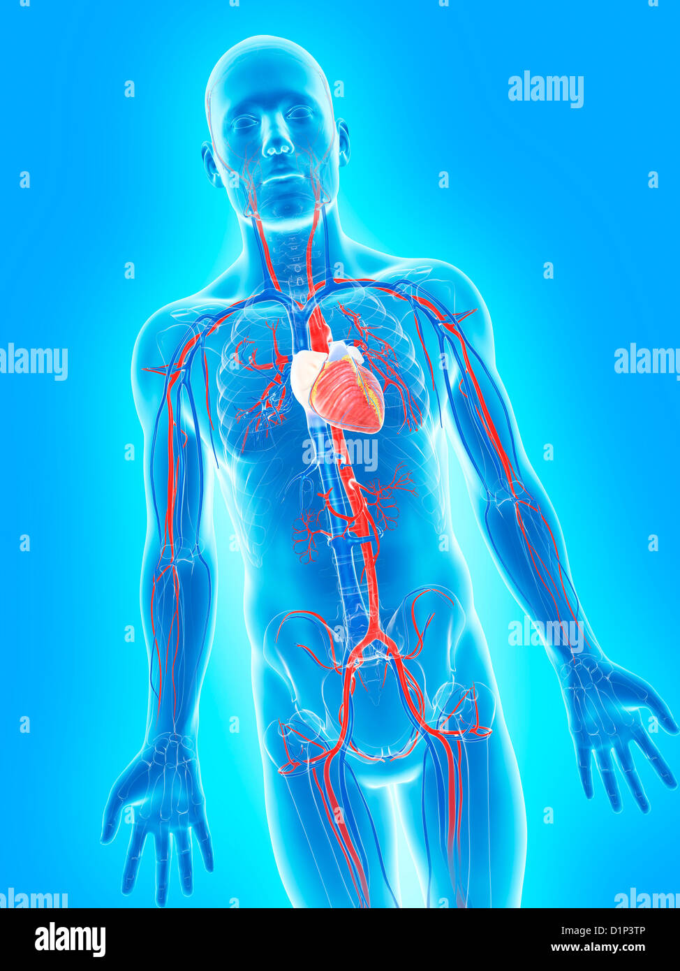 Système cardiovasculaire, artwork Banque D'Images