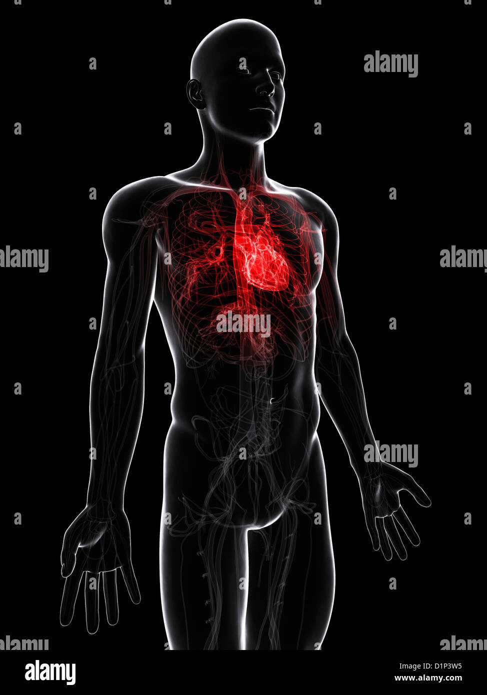 Système cardiovasculaire, artwork Banque D'Images