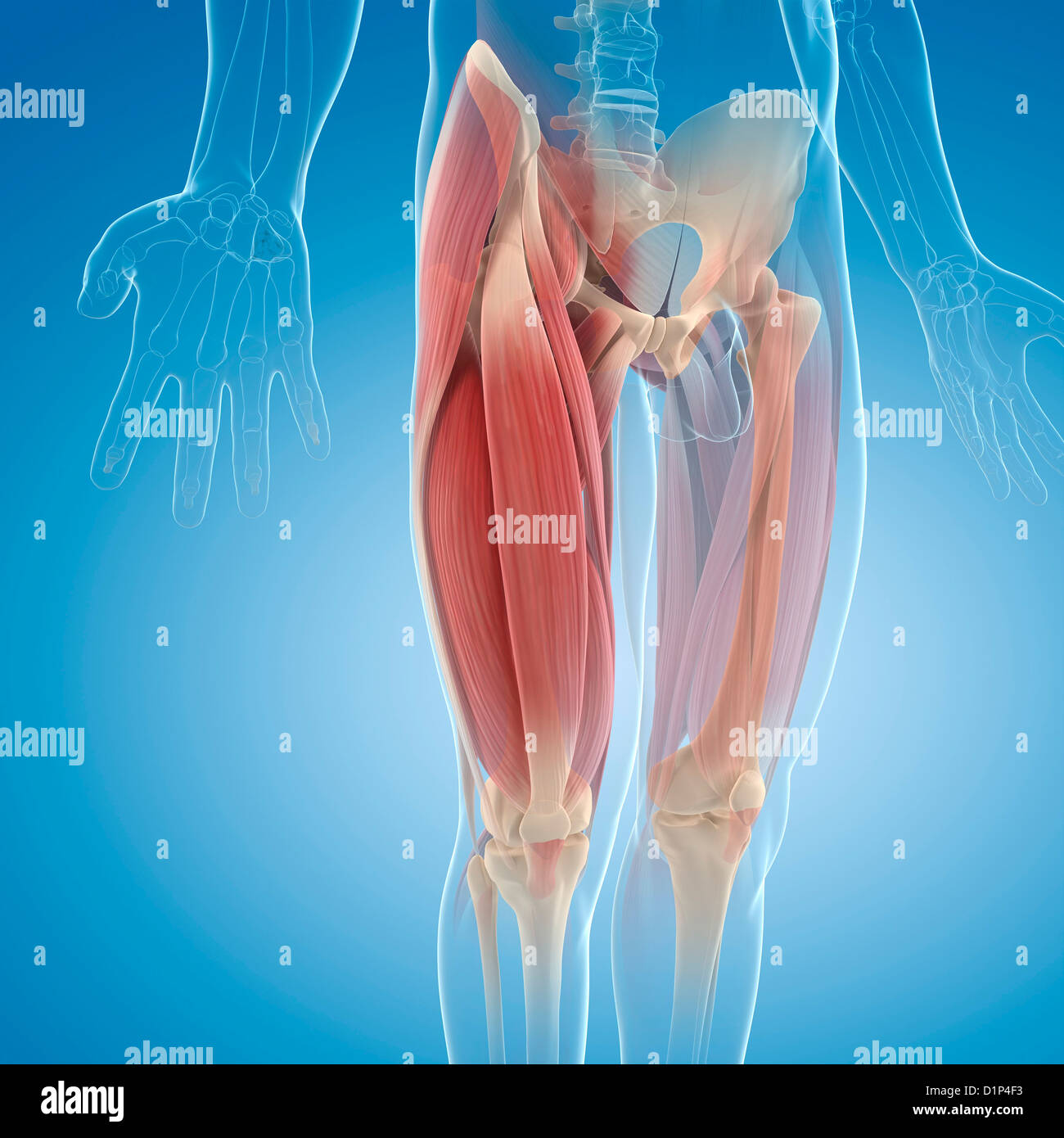 La partie supérieure de la jambe les muscles, artwork Banque D'Images