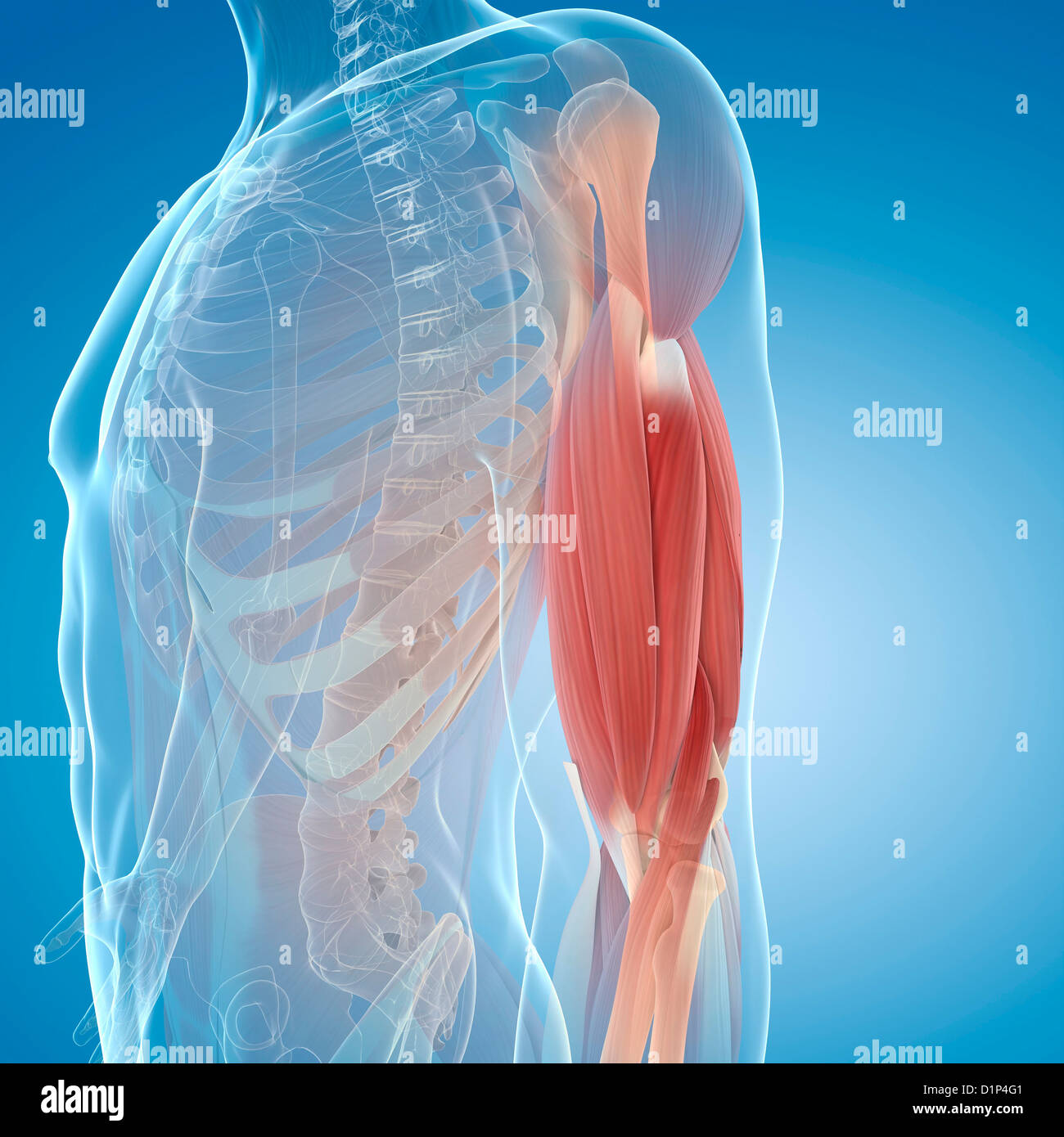 Haut du bras muscles, artwork Banque D'Images