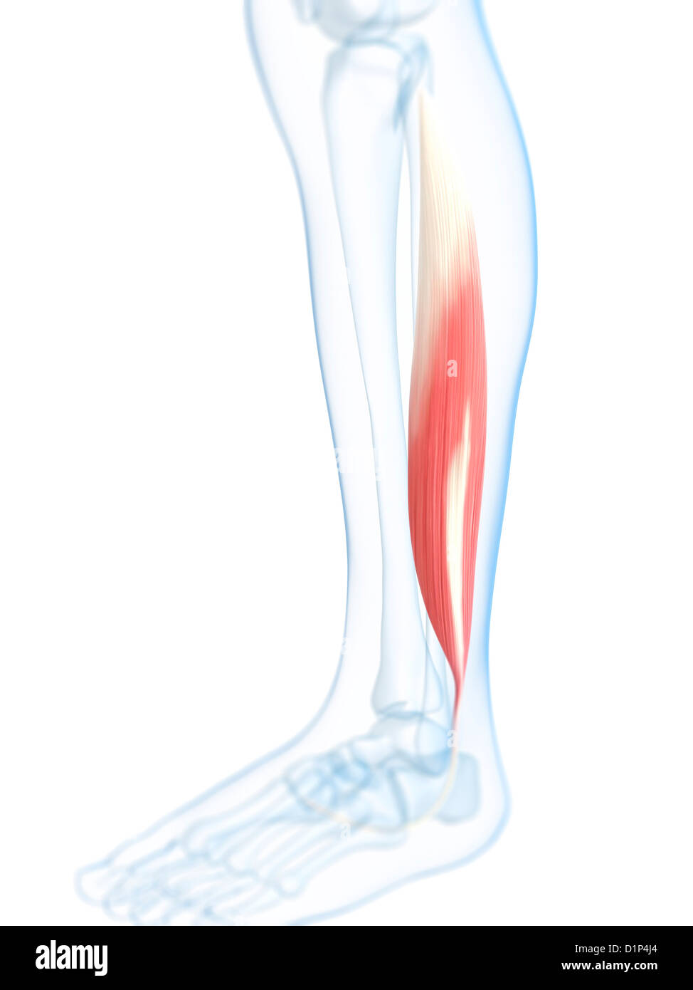 Partie inférieure de la jambe les muscles, artwork Banque D'Images