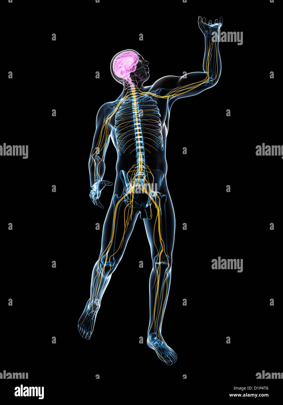 Système nerveux central, artwork Banque D'Images