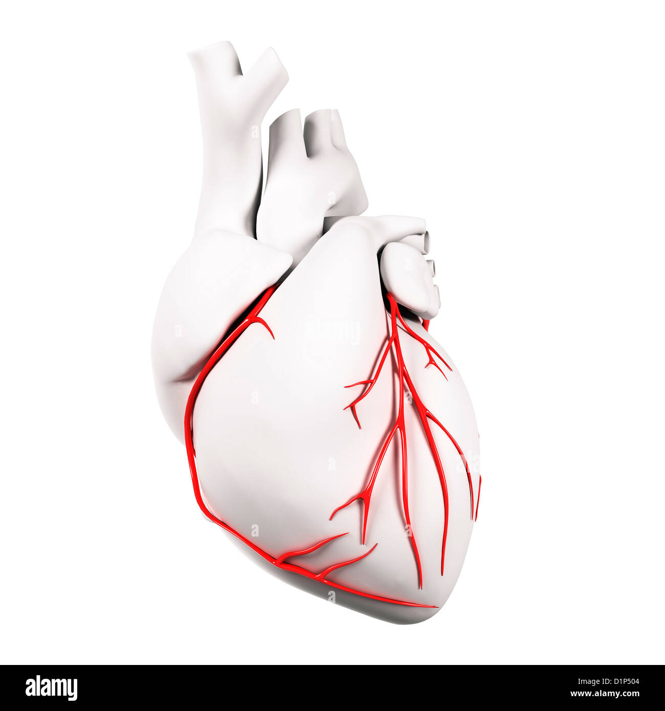 Les artères coronaires, artwork Banque D'Images