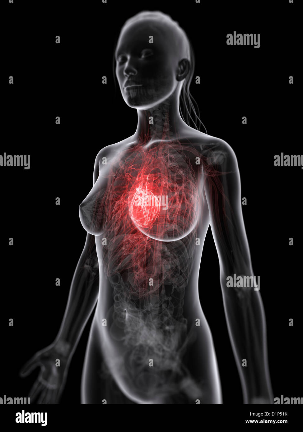 Système cardiovasculaire des femmes, artwork Banque D'Images
