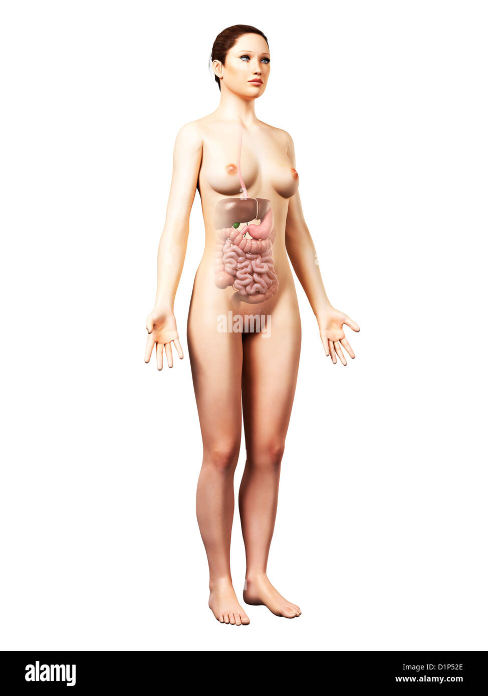 Système digestif femelle, artwork Banque D'Images