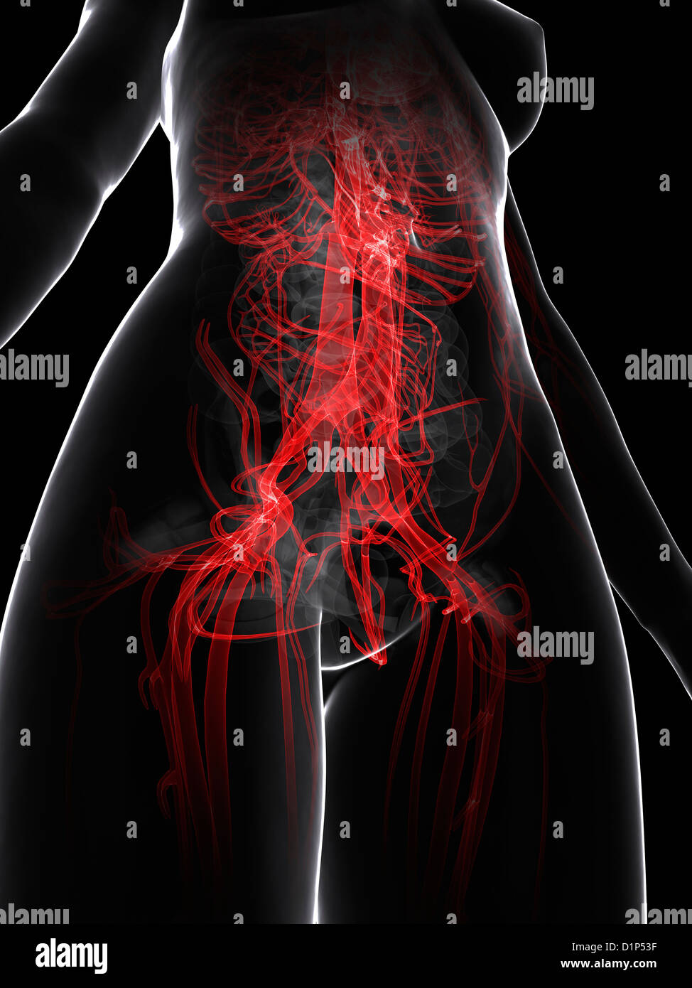 Système vasculaire féminin, artwork Banque D'Images