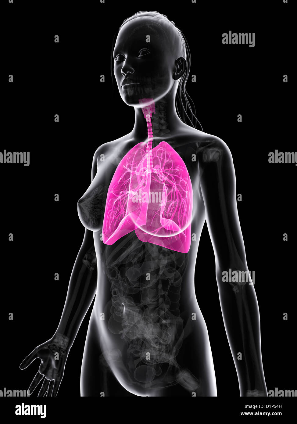 La santé des poumons, artwork Banque D'Images