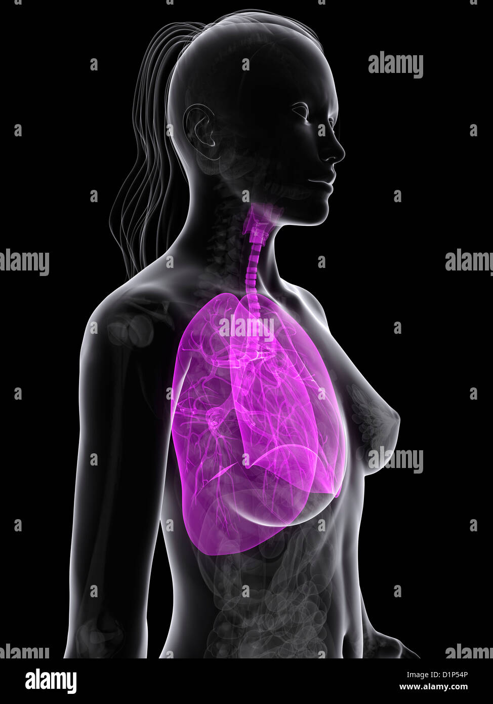 La santé des poumons, artwork Banque D'Images