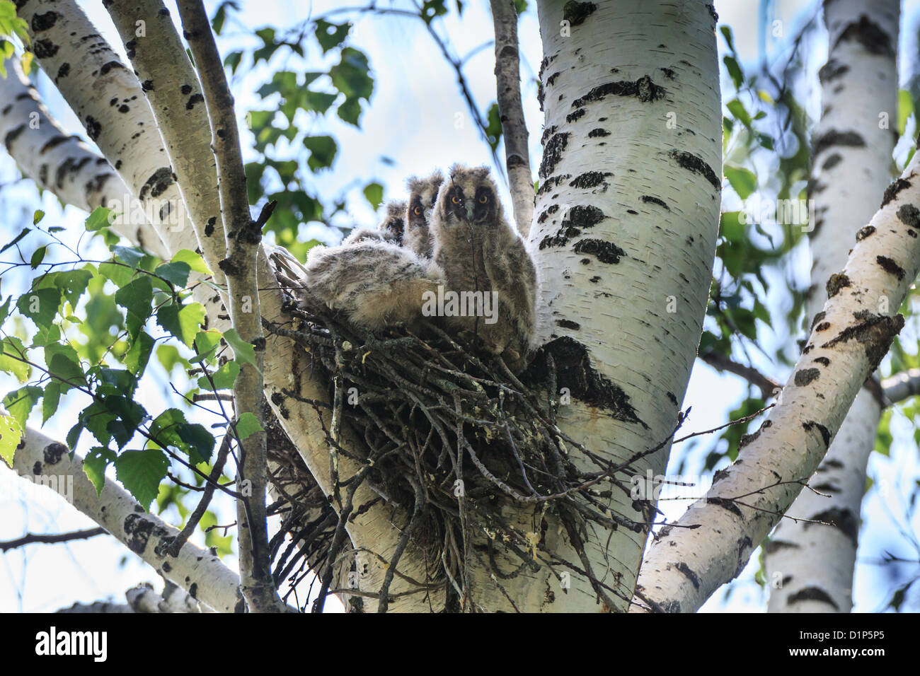 Asio Otus Le Hibou Moyen Duc Nid D Un Oiseau Oiseaux Bebe Dans La Nature Photo Stock Alamy