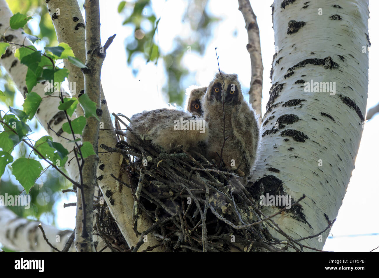 Asio Otus Le Hibou Moyen Duc Nid D Un Oiseau Oiseaux Bebe Dans La Nature Photo Stock Alamy Asio Otus Le Hibou Moyen Duc Nid D Un Oiseau Oiseaux Bebe Dans La Nature Photo Stock Alamy