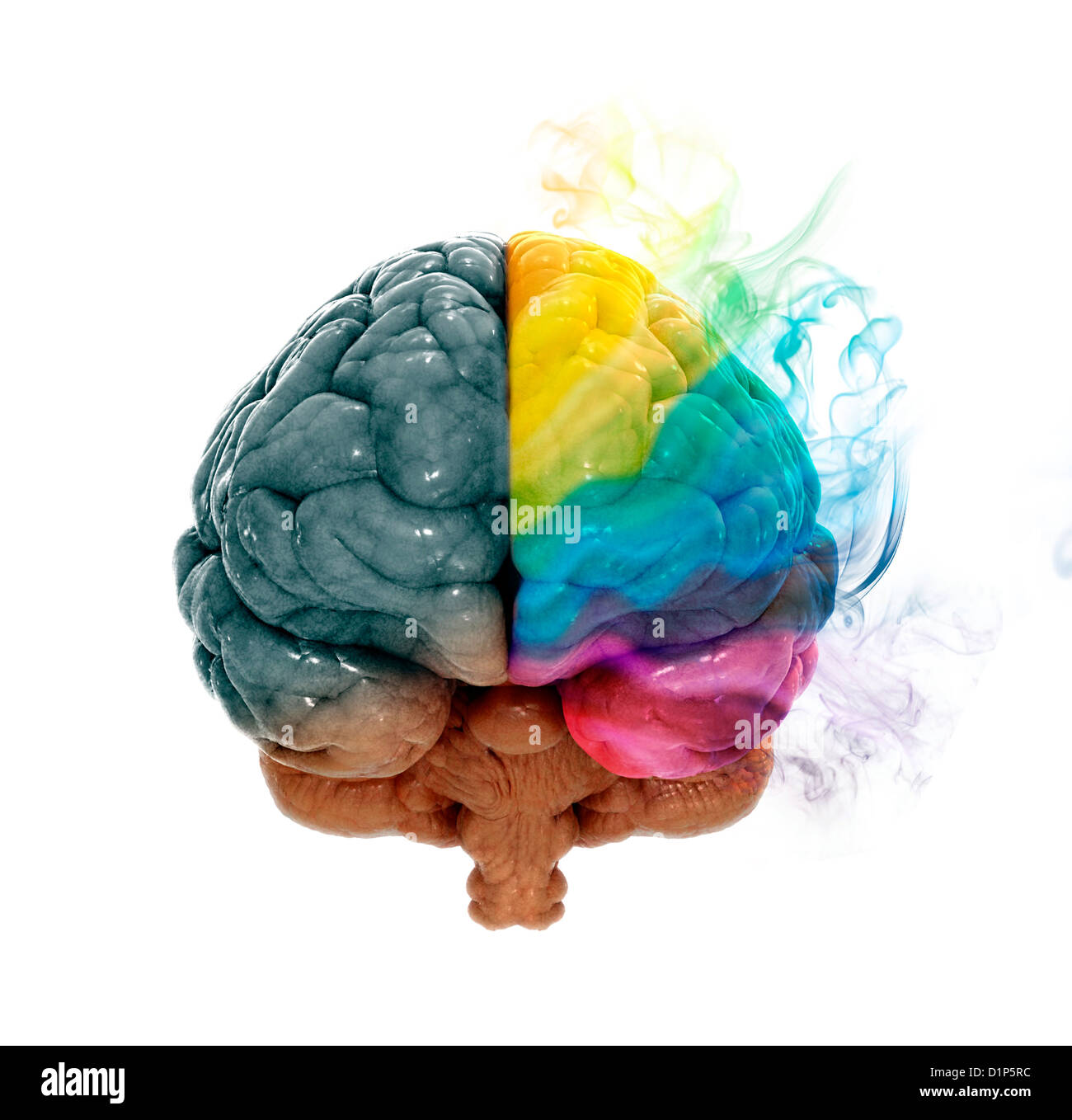 Cerveau humain, artwork Banque D'Images