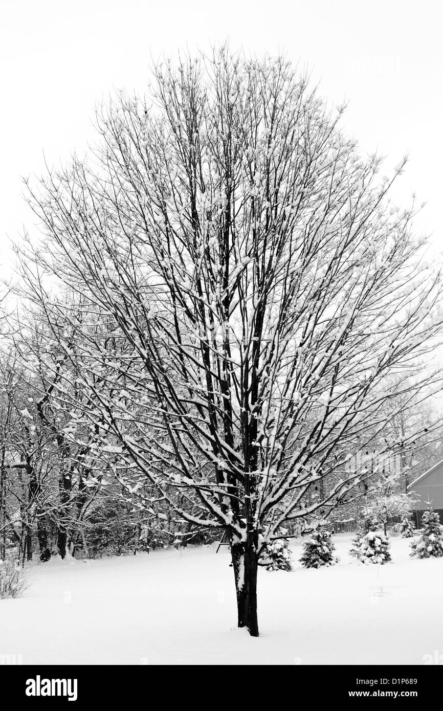 Une terre stérile, leafness les braves d'arbre dans un blizzard de l'hiver du Midwest. Une tempête a balayé le Midwest en décembre 2012. Banque D'Images