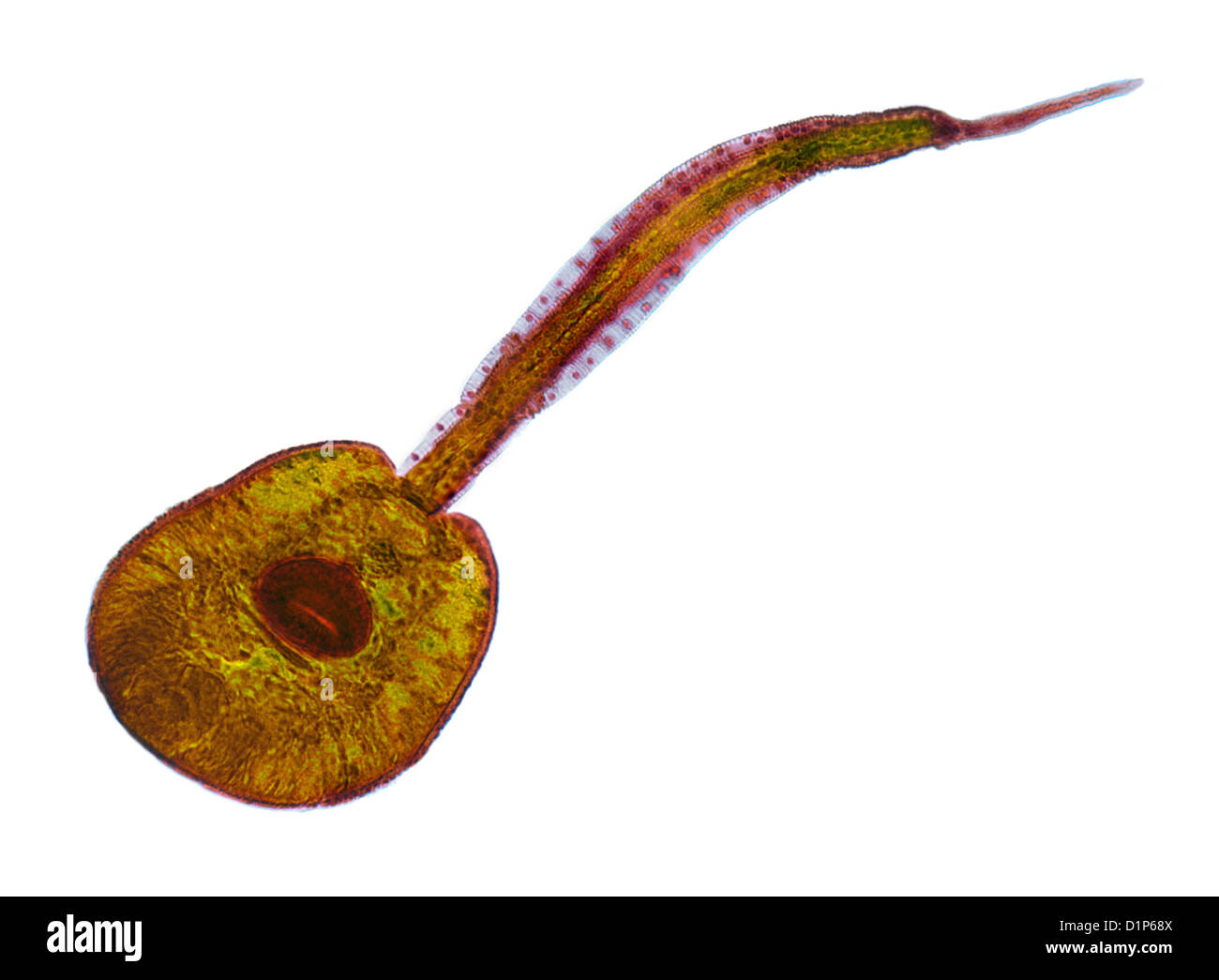 Larve de Fluke, lumière microphotographie Banque D'Images