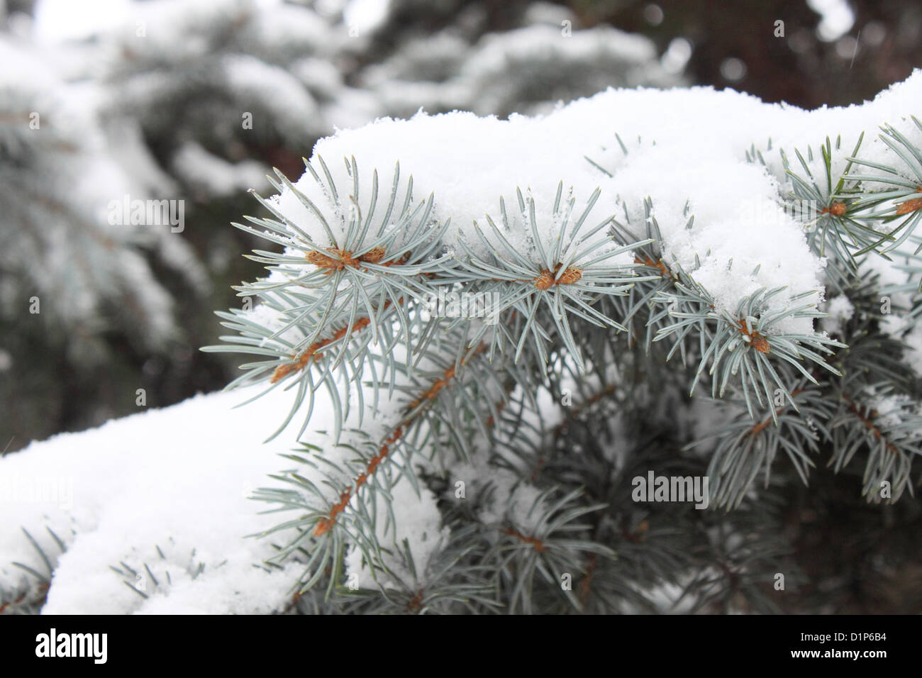 La neige sur les branches de sapin Banque D'Images