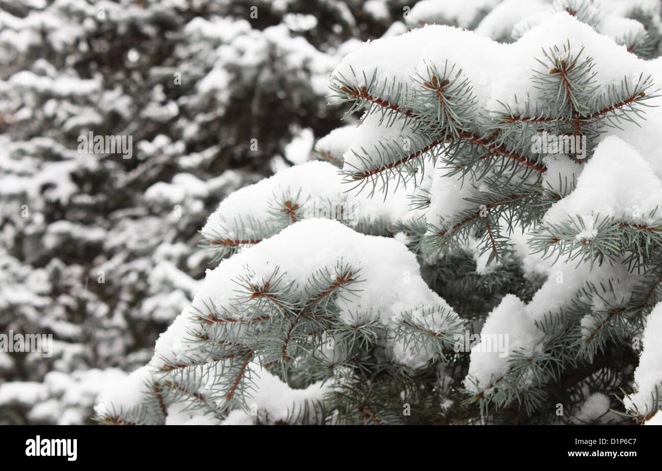 La neige sur les branches des épinettes Banque D'Images
