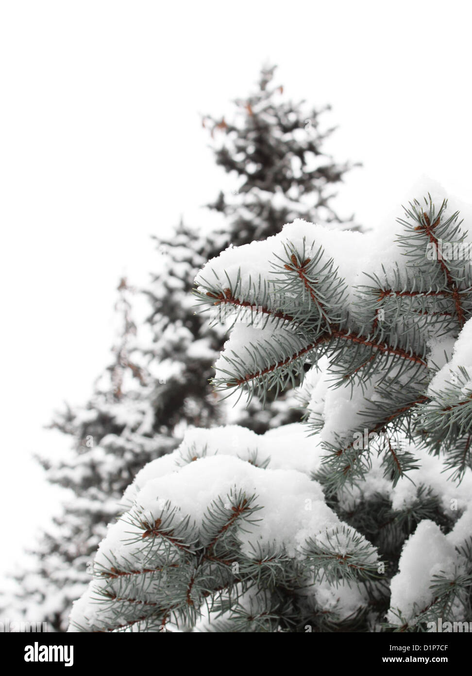 Close up of spruce tree branch at winter Banque D'Images
