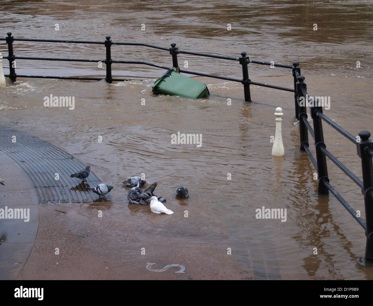 Les pigeons se baigner dans l'eau des crues, la rivière Severn, Bewdley, Worcestershire. UK Banque D'Images