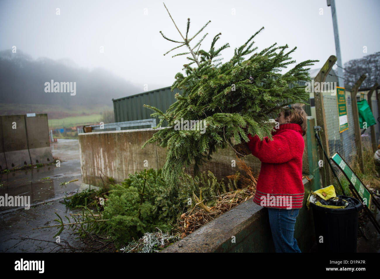 Pays de Galles Aberystwyth UK, le mercredi 2 janvier 2013. Une femme prend son vieil arbre de Noël à un centre de recyclage communautaire géré par le conseil du comté de Ceredigion à Aberystwyth UK. Les déchets verts sont broyés puis transformés en compost pour la vente aux jardiniers locaux. Photo ©keith morris Banque D'Images