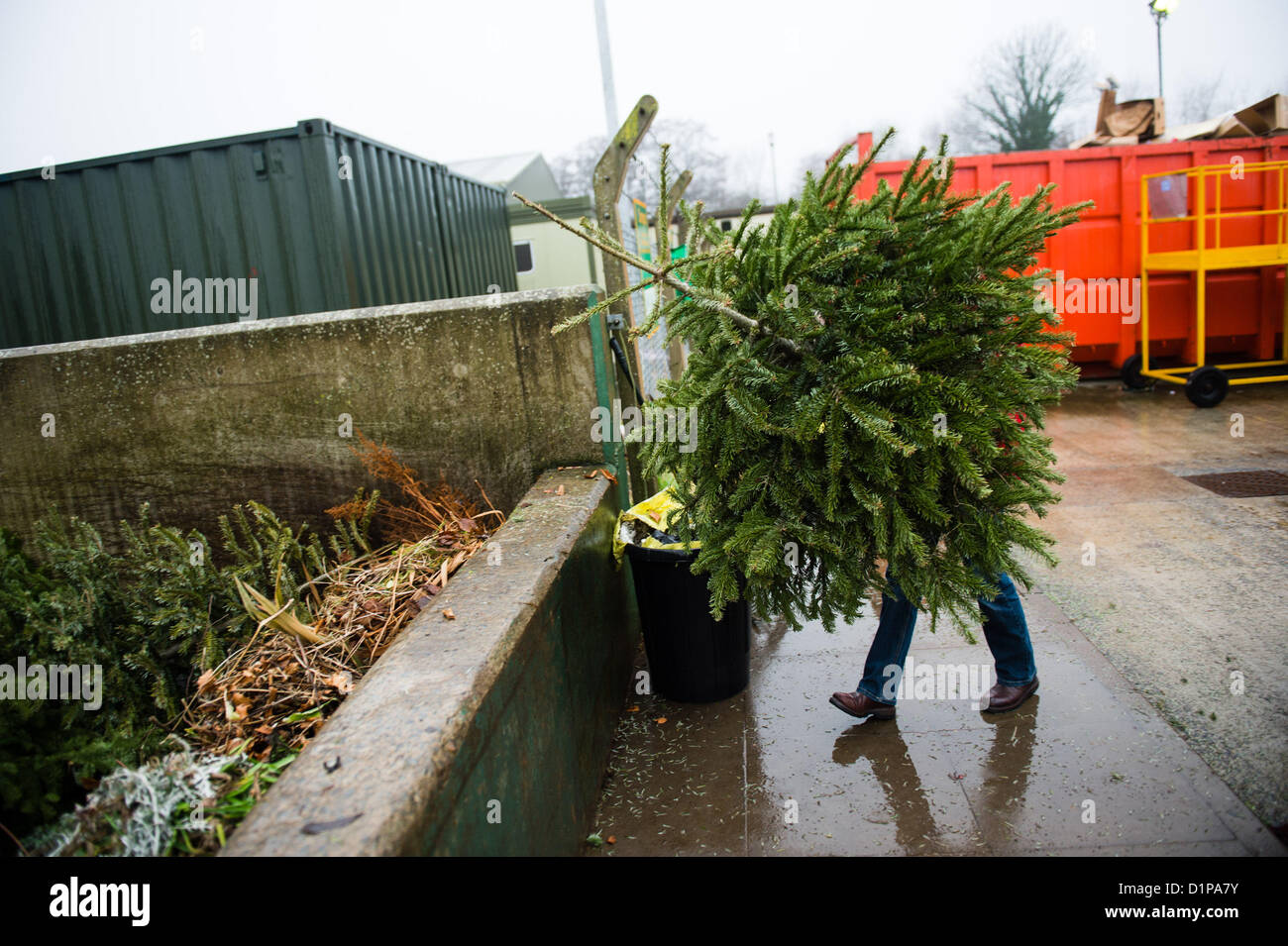 Pays de Galles Aberystwyth UK, le mercredi 2 janvier 2013. Une femme prend son vieil arbre de Noël à un centre de recyclage communautaire géré par le conseil du comté de Ceredigion à Aberystwyth UK. Les déchets verts sont broyés puis transformés en compost pour la vente aux jardiniers locaux. Photo ©keith morris Banque D'Images